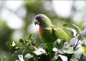 Caribbean Holidays - Birdwatching Dominica