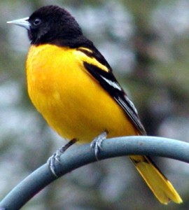 Caribbean Holidays - Birdwatching Montserrat