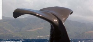 Caribbean Holidays - Whale Watching Dominica